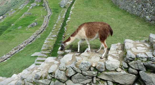 Llamas on the Inca Trail