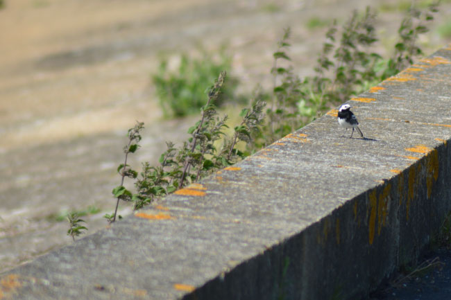 Pied wagtail on dam wall