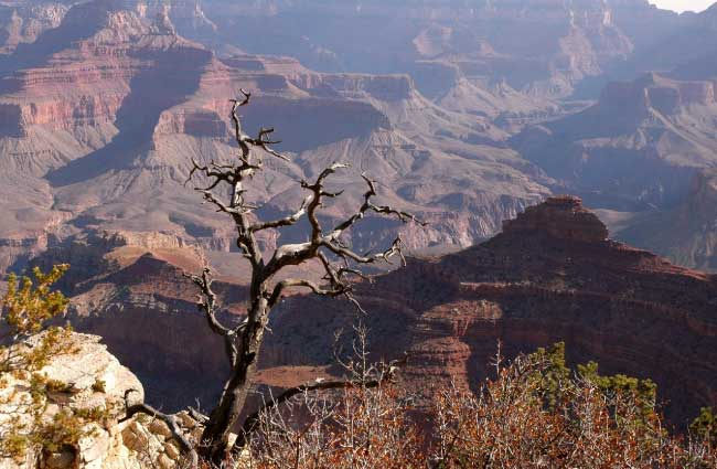 Grand Canyon View