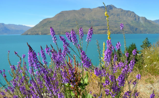 MTB New Zealand