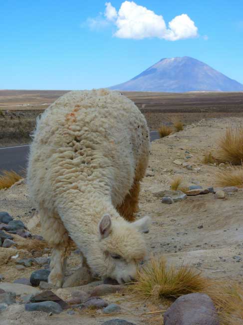 Alpaca Peru