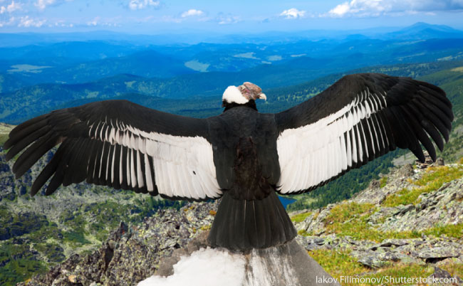Andean Condor Outstretched Wings
