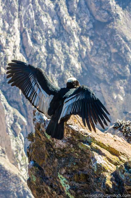 Andean Condor