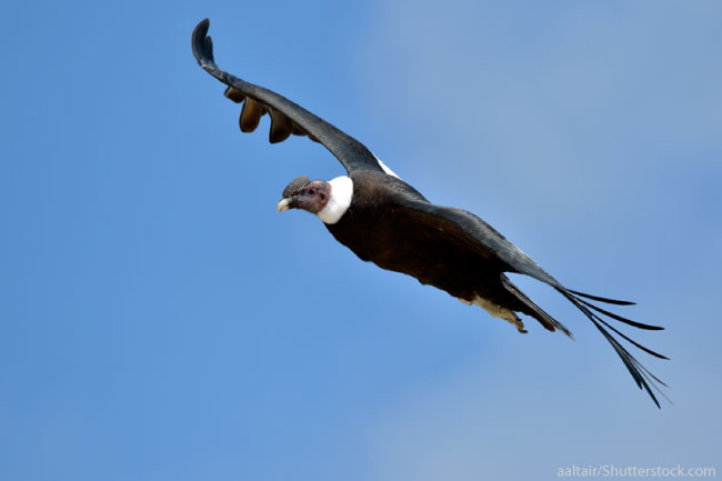 Andean condor flying