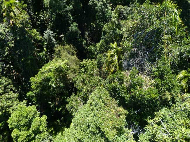 Australia Trees