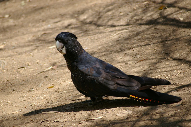 Black Cockatoo