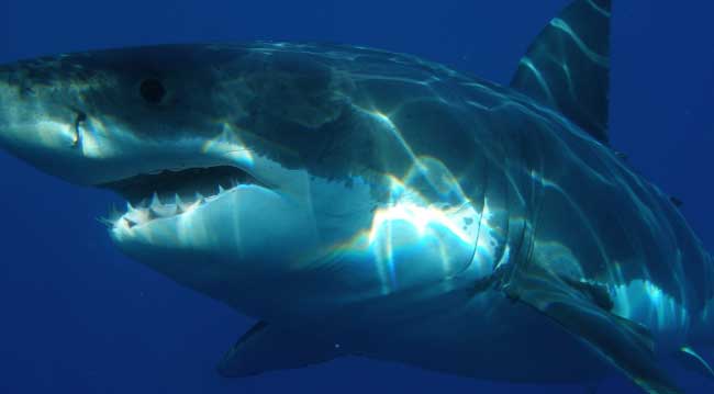 Cage Dive With Sharks