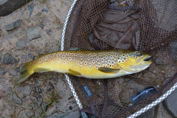Brown Trout From Cray Reservoir