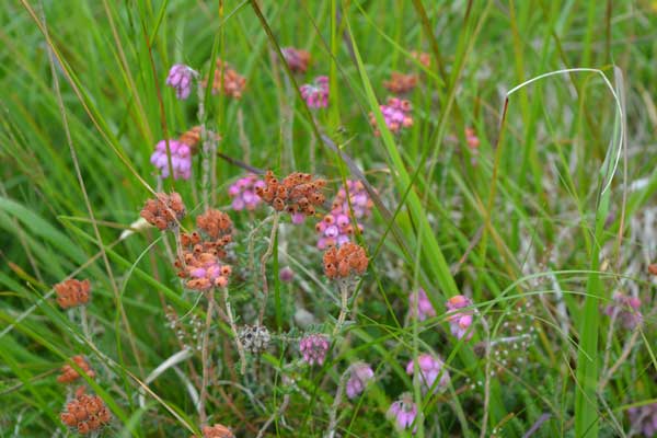 Cray Reservoir Plants