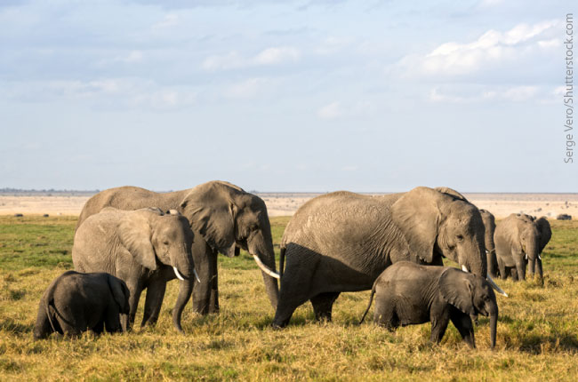 African Elephants Big 5