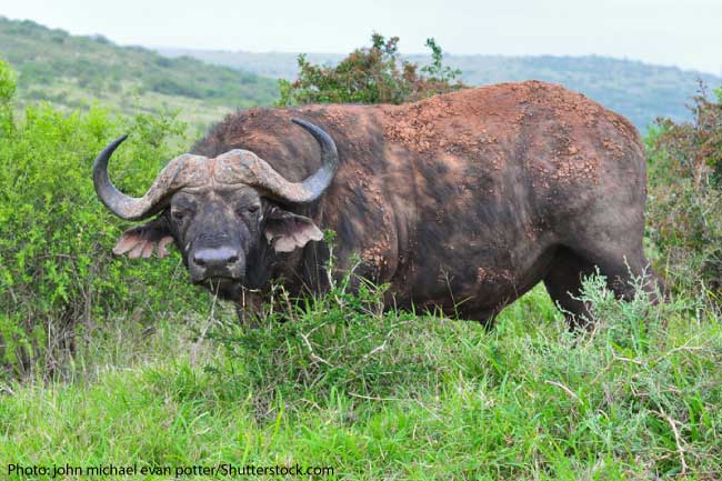 Cape Buffalo at Kruger National Park