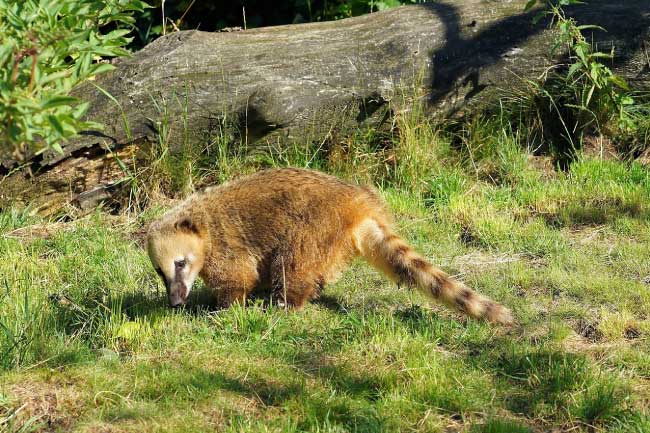 Coati At Iguazu Falls