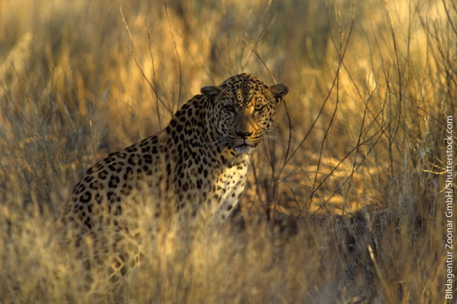 The leopard is the last of the big 5 to be seen.