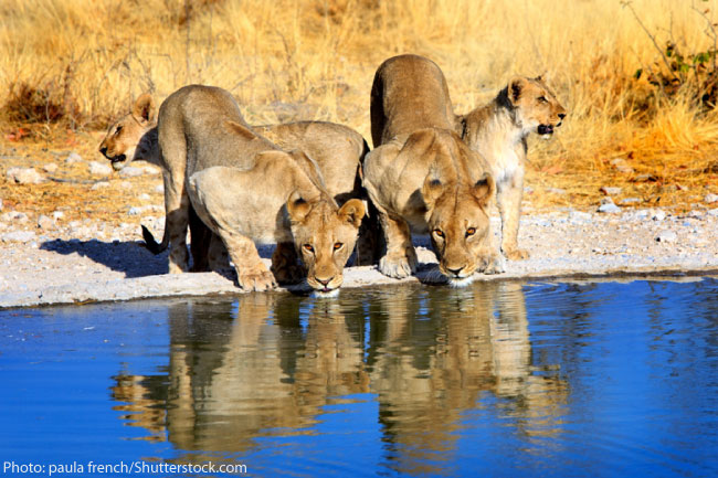 Lions one of the Big 5