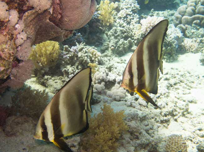 Batfish Sail Rock