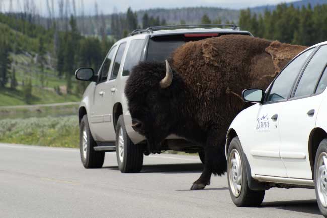 Bison at Yellowstone