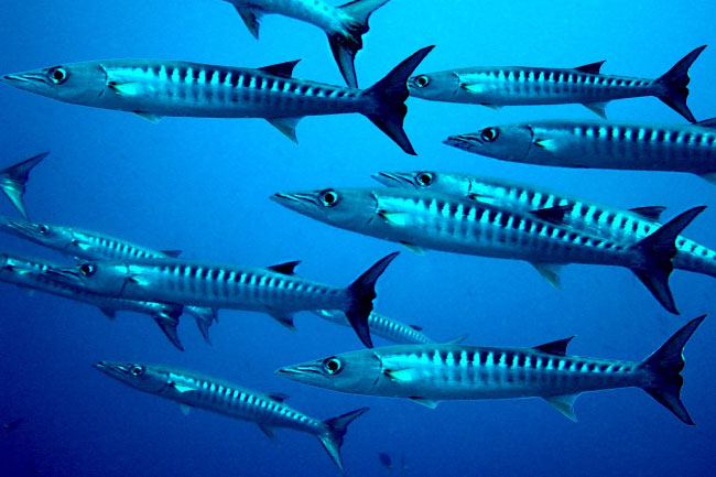 Chevron, or blackfin, barracudas.