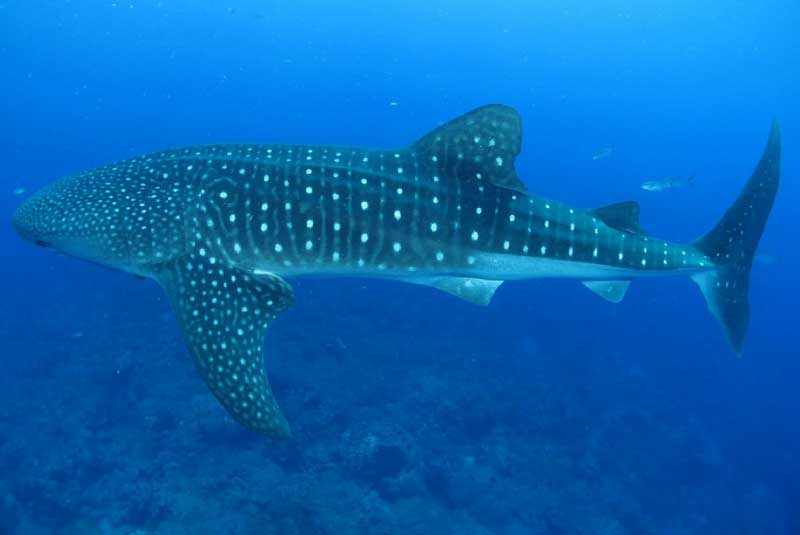 A whale shark - aka The Big One. Maybe next time?