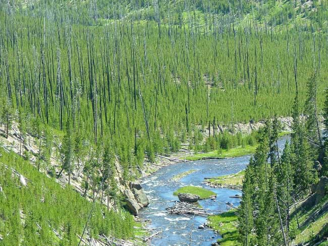 Yellowstone forest