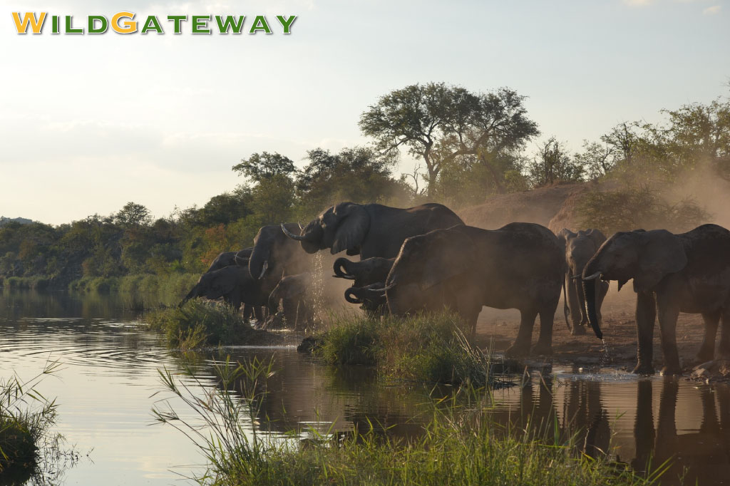 The Big 5 Kruger National Park title image