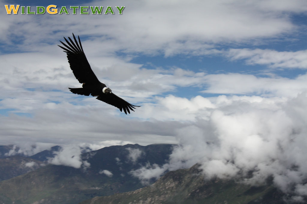 condor watching in peru itile image